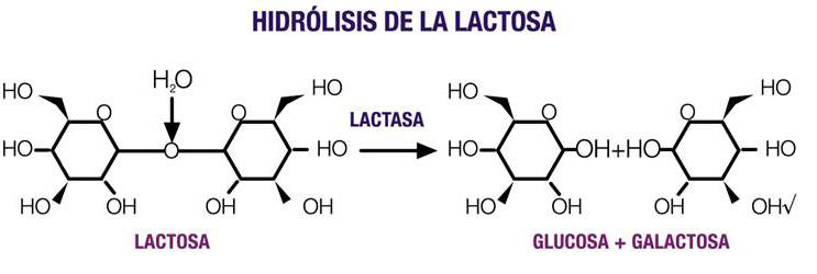 hidrolisis de la lactosa